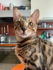 Gattino bengala da monta di 6 mesi