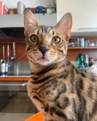 Gattino bengala da monta di 6 mesi