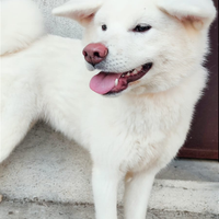 Cuccioli Cane Akita ECCELLENTE con Pedigree