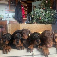 Cuccioli Di dobermann con pedigree