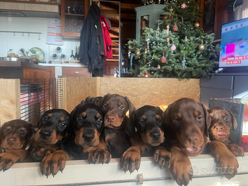 Cuccioli Di dobermann con pedigree