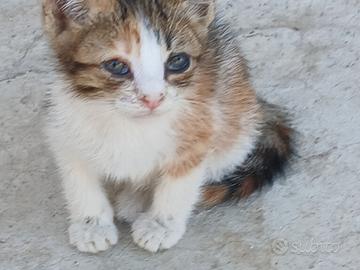 Gattina da adottare