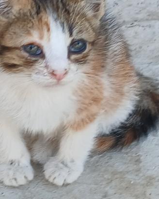 Gattina da adottare