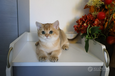 Gattini british golden shorthair
