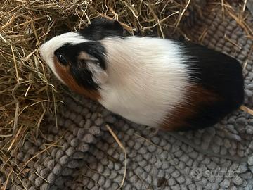Cavia