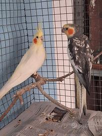 Coppia calopsiti