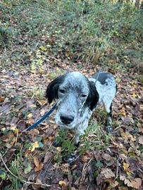 Cucciolo setter inglese