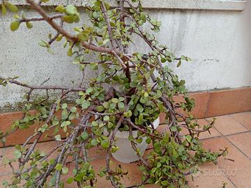 Pianta