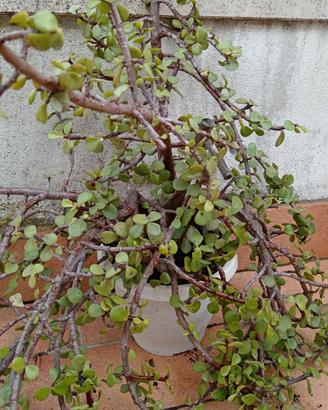 Pianta