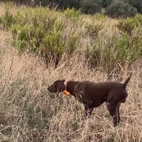 Cane da ferma
