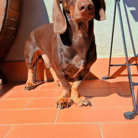 Bassotto per monta-accoppiamento