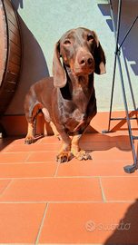 Bassotto per monta-accoppiamento