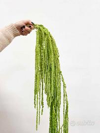 Amaranthus ricadente stabilizzato verde chiaro
