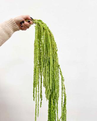 Amaranthus ricadente stabilizzato verde chiaro