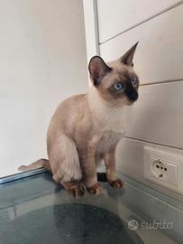 Gattina siamese