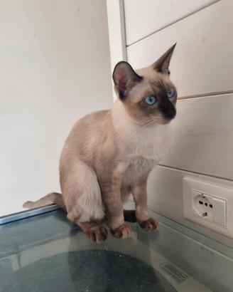 Gattina siamese