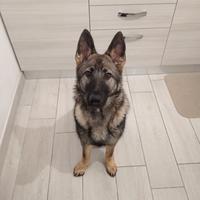 Cucciola pastore tedesco grigione linea da lavoro