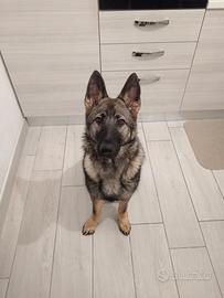 Cucciola pastore tedesco grigione linea da lavoro