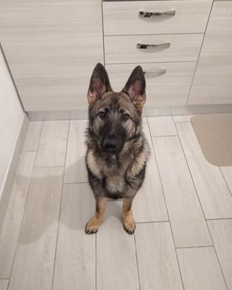 Cucciola pastore tedesco grigione linea da lavoro