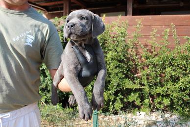 Cuccioli di cane corso