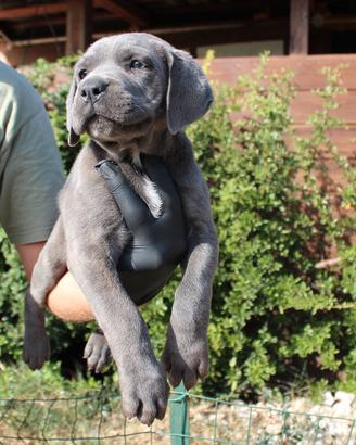 Cuccioli di cane corso