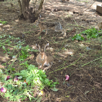 Lepre lepri italica 2 e 5 mesi