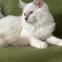 Cucciolo di Ragdoll