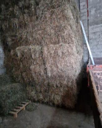 Fieno in ballette rettangolari