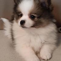 Disponibili cuccioli di pomerania