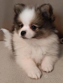 Disponibili cuccioli di pomerania