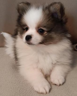 Disponibili cuccioli di pomerania