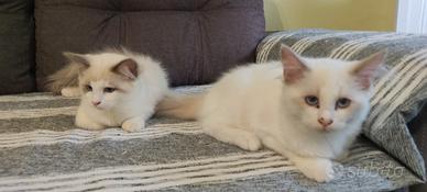 Gattine di razza Ragdoll