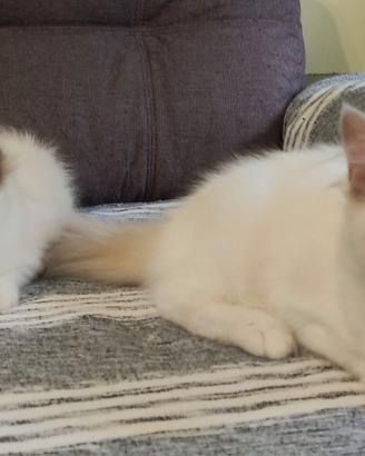 Gattine di razza Ragdoll