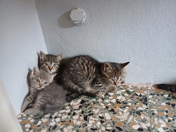Gattini di due mesi da adottare