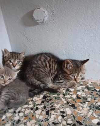 Gattini di due mesi da adottare