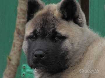 Akita Americano