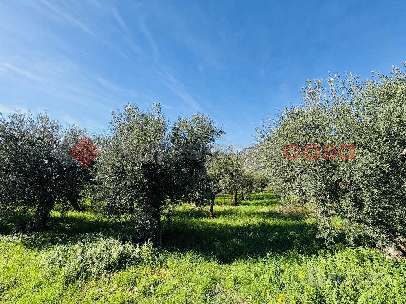 Terreno Agricolo Terracina [Cod. rif 3290200VCG] - Vista 5