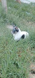 mix chihuahua 