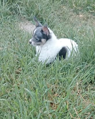 mix chihuahua 