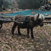 Pony schetland intero