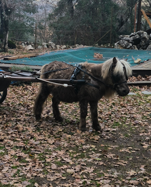 Pony schetland intero