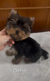 Yorkshire terrier ultimi due maschi puri