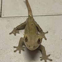 Geko Ciliatus