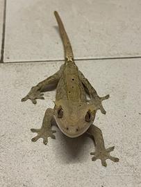 Geko Ciliatus