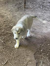 Simil maremmano cuccioli