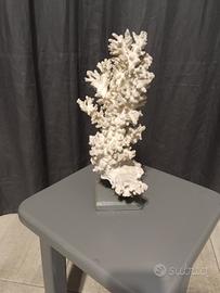 Corallo bianco