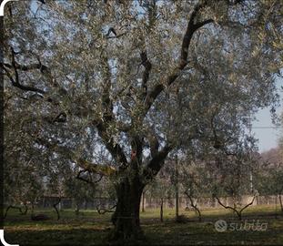 Piante di ulivo