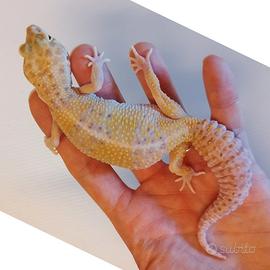 Geco leopardino