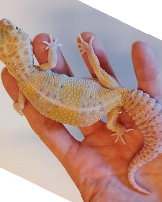 Geco leopardino