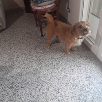 Regalisi cane a 100 euro